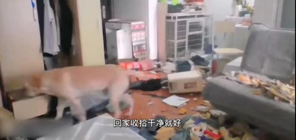 女子隔离14日 监控看爱犬折屋感绝望