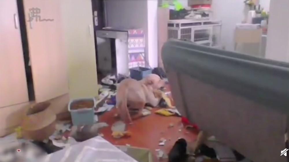 女子隔离14日 监控看爱犬折屋感绝望