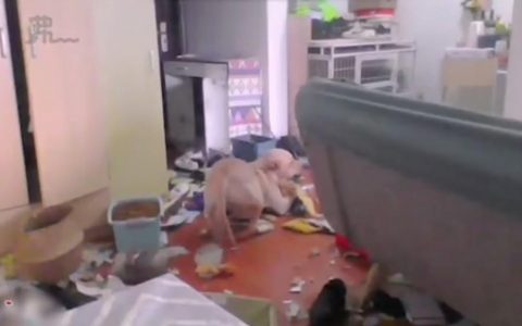 女子隔离14日 监控看爱犬拆屋感绝望