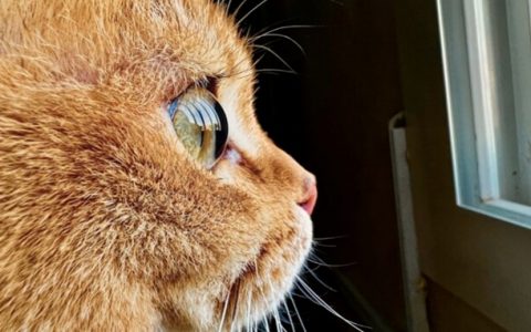 苹果 Shot on iPhone 挑战赛开跑，iPhone 13 Pro 及 iPhone 13 Pro Max「微距」拍起来！