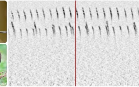 Google新非监督式技术MixIT可助鸟类学家分离野外鸟鸣，以方便进行鸟类辨识分类