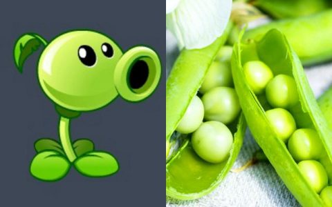 植物大战僵尸介绍全部植物的作用(植物大战僵尸中各种植物的功能)