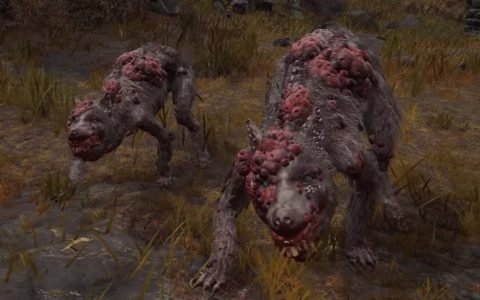 《艾尔登法环》Bug让「腐败野狗」一口咬爆玩家 伤害达碎星的11倍？！