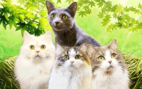 角色变身猫咪《杜鹃喵约》电视动画 2222 年开播 喵喵大集合