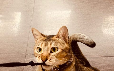 《王领英雄》制作人专访 汲取经验、融合多元玩法，打造原创IP手游进军全球