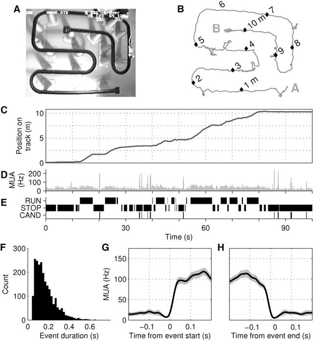 你在睡觉时大脑真的在在自动学习！ 首次人类实验证实：加速1-4倍重播