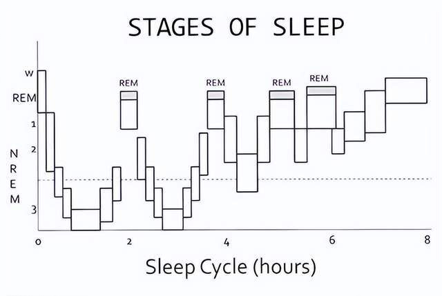 你在睡觉时大脑真的在在自动学习！ 首次人类实验证实：加速1-4倍重播