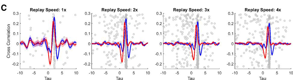 回放与尖波涟漪的关系