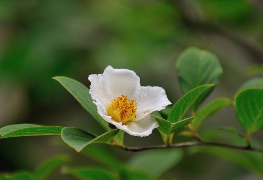原神角色杂谈九条裟罗篇（四星角色天狗九条裟罗轻考据）  第8张