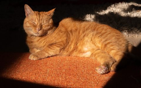 意料之中！本周Steam游戏销量排行冠军为《Stray》，主子当然要登顶才是！