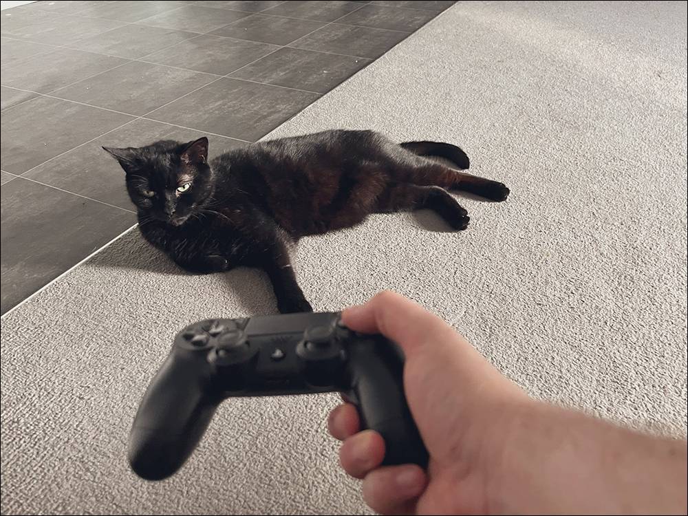 冒险游戏《浪猫 stray》太过真实，令全球猫主子都沉迷其中