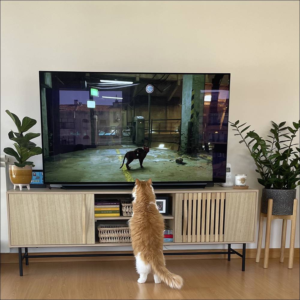 冒险游戏《浪猫 stray》太过真实，令全球猫主子都沉迷其中