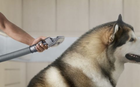 进一步清除过敏原，Dyson推出全新宠物毛发清洁工具包、细致清洁配件工具包