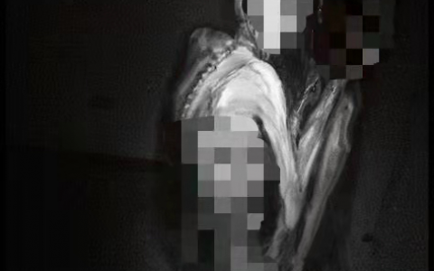 scp中文（scp中文官网最新消息）