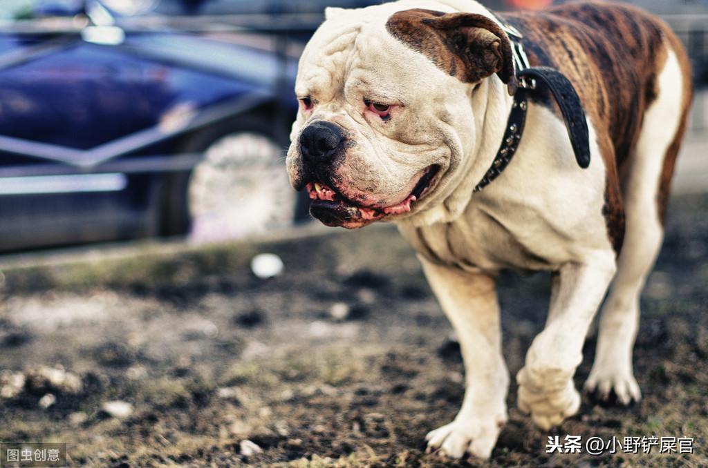 《猫和老鼠》里的狗是什么来头？（猫和老鼠斯派克介绍）