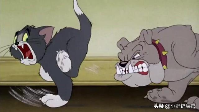 《猫和老鼠》里的狗是什么来头？（猫和老鼠斯派克介绍）