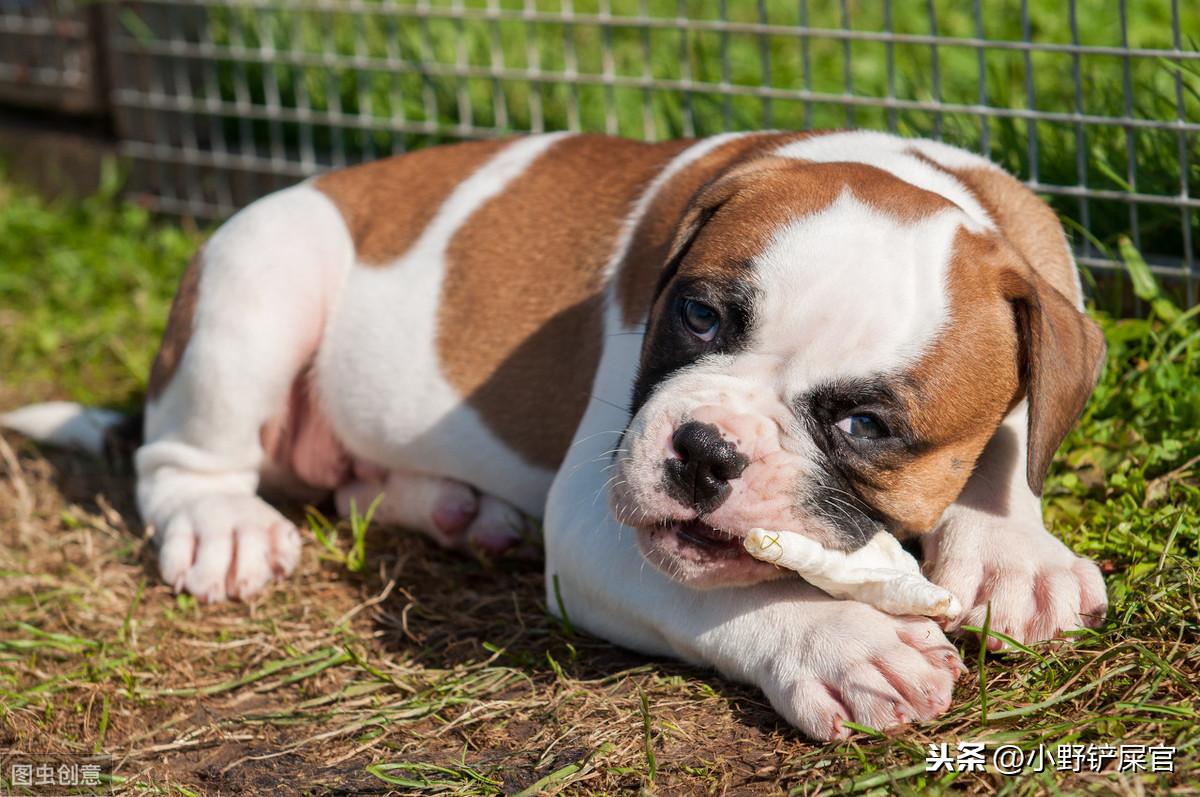 《猫和老鼠》里的狗是什么来头？（猫和老鼠斯派克介绍）