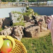 经营模拟游戏《模拟动物园》公开 Steam 页面 本作支持中文