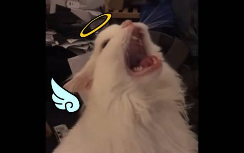 哭R！ 喵叫迷因猫猫Thurston Waffles离世 流传世间的叫声响入天堂