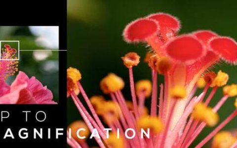 老蛙发布首款具有2倍放大率的电影镜头！ LAOWA 65mm T2.9 2X Macro APO Cine & LAOWA 100mm T2.9 2X Macro APO Cine