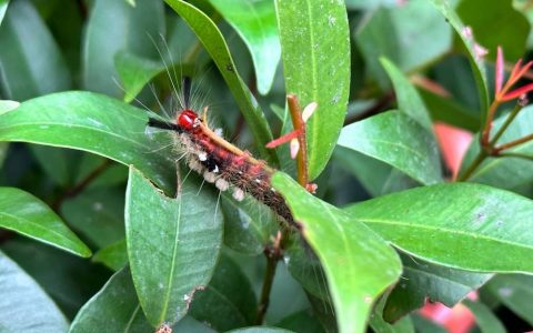 如何从 iPhone 相册中加入苹果水印（含捷径加入水印教学