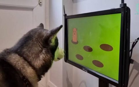 狗狗都有专用游戏 英国正开发首款犬只专用游戏可防老化