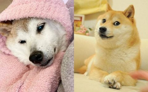 集气奏效！ 迷因柴柴「Doge」本犬病情奇迹式好转 主人定期更新狗狗健康状况