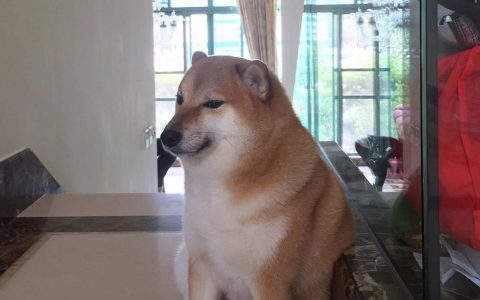 超经典迷因悲伤柴柴「Balltze」离世，主人：请大家记得与他度过的快乐时光