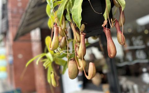 iPhone15 生活随拍：0.5x广角镜让视野更广阔，1倍镜带来迷人的浅景深