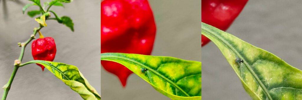 Infinix Zero 30 5G测评：中档手机新巅峰！性能卓越+相机出众+电池持久！