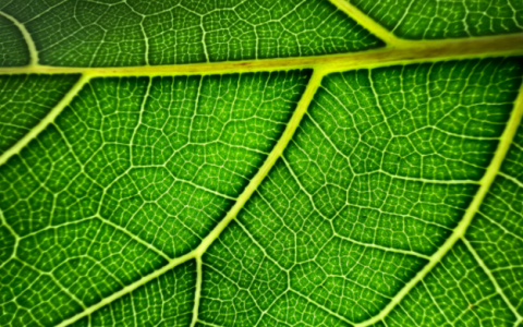 iPhone 15 Pro 相机闪一下、有残影切换，带你认识微距摄影功能