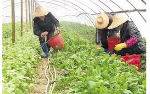 微信种菜赚钱每天10元是真的吗(揭秘行业内幕)