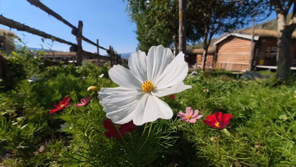 打破行业惯例！ DJI Osmo Action 6 首发可调光圈，搭配1/1.1吋方形传感器重塑运动影像